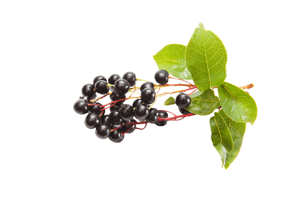 פירות סמבוק שחור