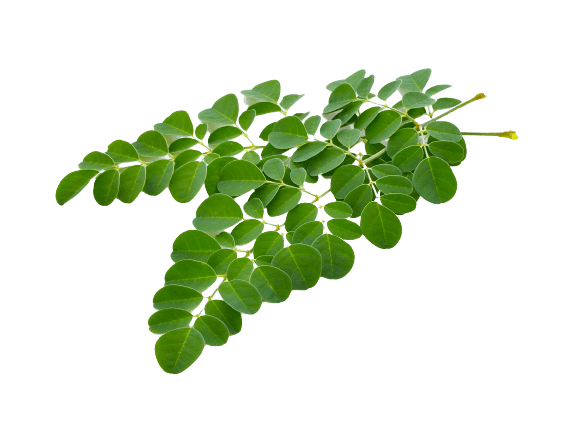 Moringa oleifera (מורינגה מכונפת)