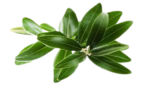 עלי זית (Olea europaea)