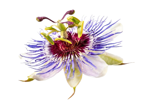 passiflora caerulea passion flower isolated white background 101125 2852 removebg preview