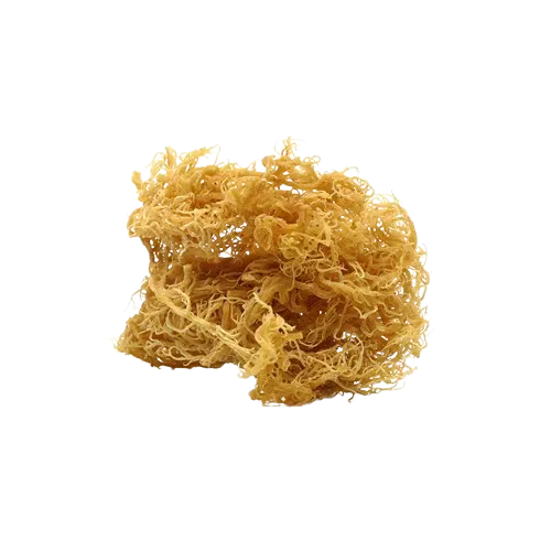 irish moss removebg preview