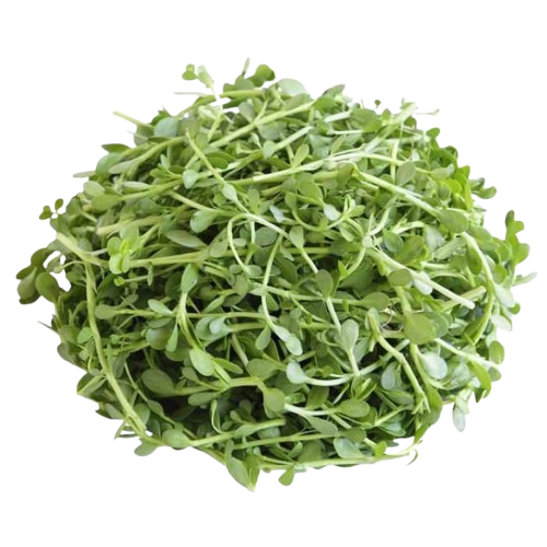 brahmi bacopaoil bacopa monnieri removebg preview